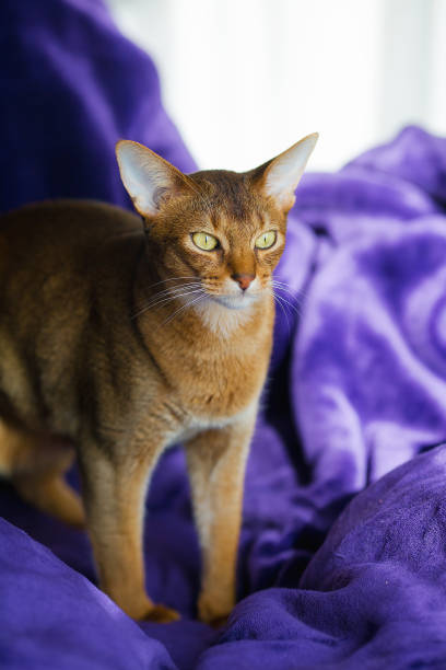Beautiful portrait of Abyssinian cat on bright purple background. Abyssinian cat fur protest stock pictures, royalty-free photos & images