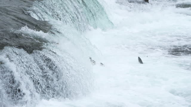 Sockeye Salmon fish jumping Brooks Falls in Alaska