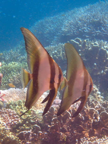 two pinnate spadefishes (Platax pinnatus) swimming Batanta island, Raja Ampat, West Papoua, Indonesia batfish platax stock pictures, royalty-free photos & images