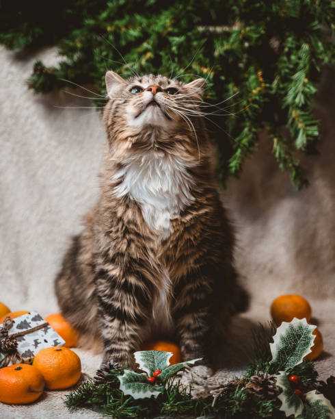 istock a big fluffy striped cat sits with its neck stretched out on a Christmas white textured background with fir twigs, cones, holly leaves and berries, gifts and tangerines 1441464303