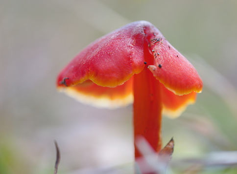 Macro photo of Scarlet Waxcap mushroom with a blurry background