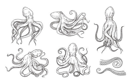 Vector set of octopuses in vintage style. Hand drawn seafood.