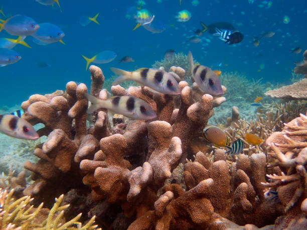 istock corals and many fishes including doublebar goatfish (Parupeneus bifasciatus) 1441467050