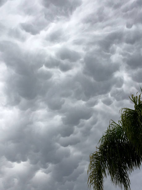 Vertical Image of a Strange Puffy Dark and Gray Mammatus Cloud Formation with some palm leaves in the lower right corner
