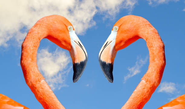 istock Caribbean flamingo love heart 1441467175
