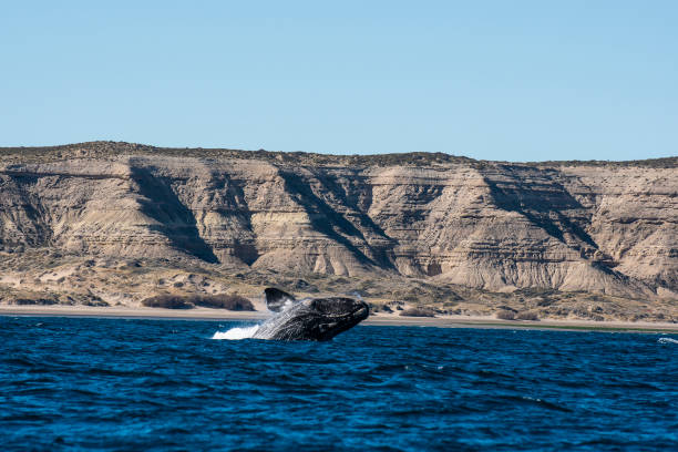 istock Right whale jumping,Peninsula Valdes, Patagonia , Argentina 1441467231