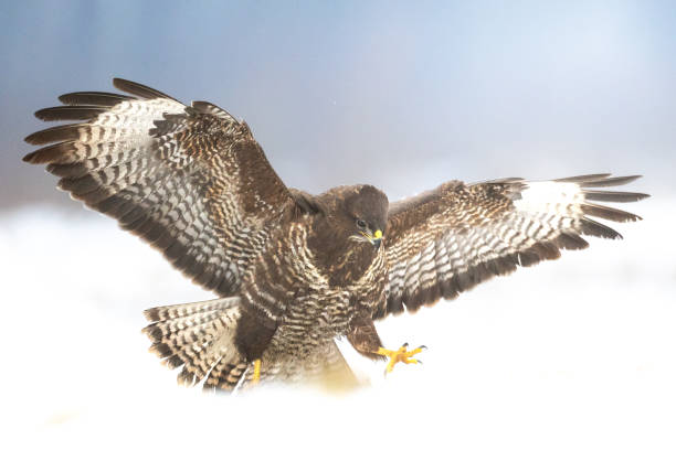 istock Common buzzard Buteo buteo in flight, buzzards in natural habitat, hawk bird on the ground, predatory bird close up winter bird 1441467566