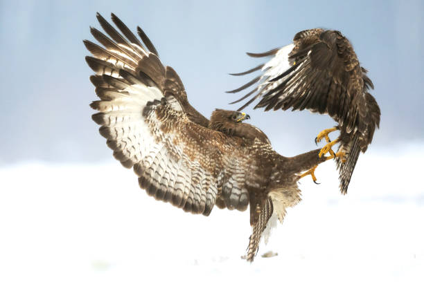 istock Common buzzard Buteo buteo in flight, buzzards in natural habitat, hawk bird on the ground, predatory bird close up winter bird 1441467567