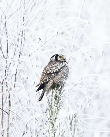 istock Hawk Owl Surnia ulula in Winter time, North Poland, Europe winter frosty day in buckthorn field 1441467610