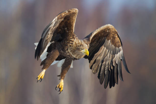istock Majestic predator White-tailed eagle, Haliaeetus albicilla in Poland wild nature 1441467731
