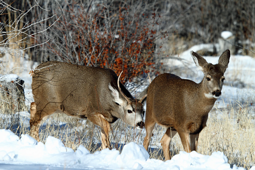 Rutting Mule Deer buck following a doe.