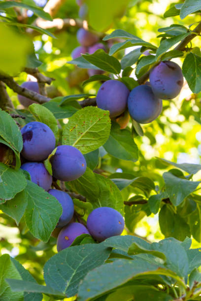 istock Branches on a italian plum tree heavy with ripe fruit 1441468599