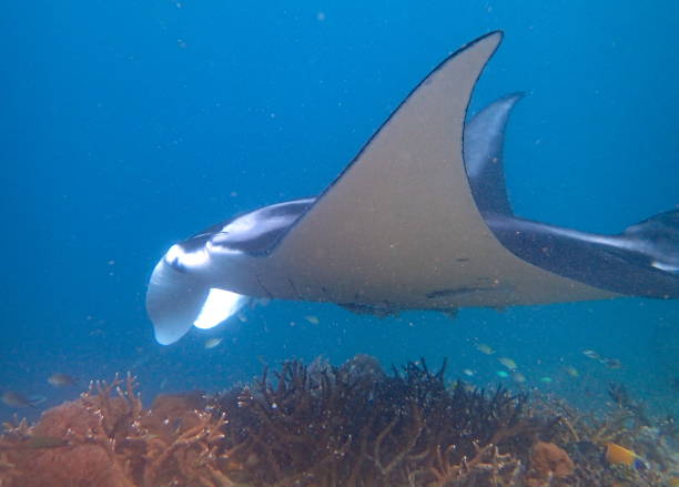 istock Manta ray swimming 1441468776