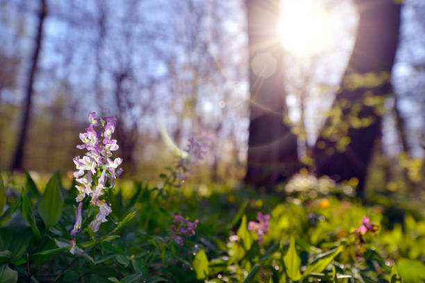 nahaufnahme von frühlingsblumen hohlwurzel corydalis cava über malerischem sonnenaufgang verschwommener hintergrund mit weichzeichner-highlights - poppy purple flower close up stock-fotos und bilder