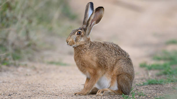 istock European brown hare Lepus europaeus 1441469028