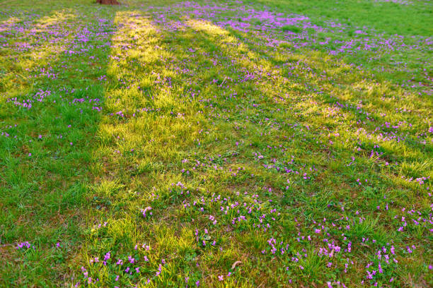 Viola odorata violet flower forest blooming in spring. The first spring flower, purple. Wild violets in nature.