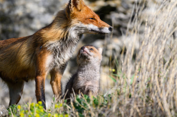 istock Red fox Vulpes vulpes in the wild. Fox with cub 1441469121