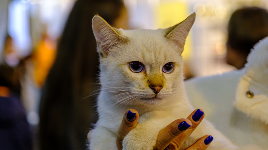 A very beautiful cat with beautiful blue eyes in the hands of a woman. Feels good and safe.
