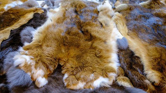 Fashion Rabbit skins for sale on a medieval market in Latvia.