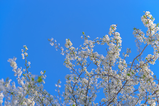 Beautiful white flowers of fruit tree against blue sky background on sunny spring day. Spring background with tree blooming. Spring banner concept. For easter and spring greeting cards with copy space.