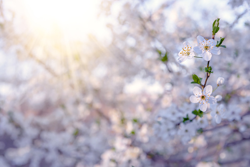 Beautiful floral spring abstract background of nature. Branches of blossoming fruit tree with soft focus background. For easter and spring greeting cards with copy space.