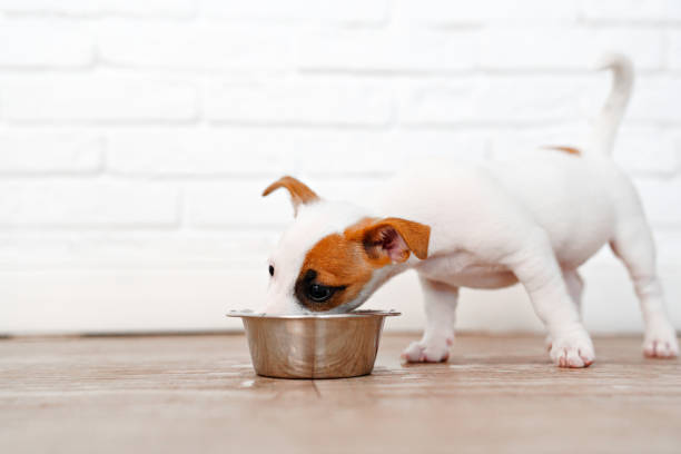 istock a jack russell terrier puppy eats food or drinks water from a bowl. 1441471128