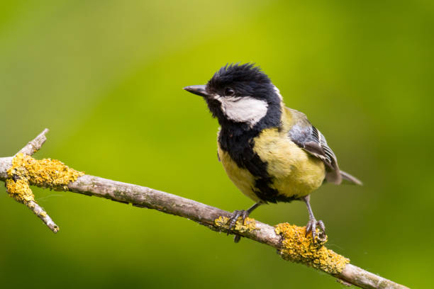 istock Colorful great tit ( Parus major ) perched on a tree trunk, photographed in horizontal, amazing background 1441471814