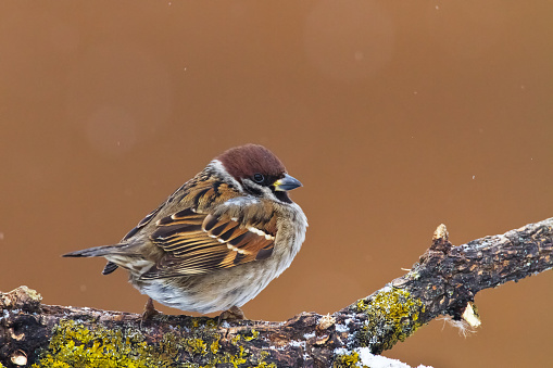 Boreal chickadee, poecile hudsonicus, perched on a branch.