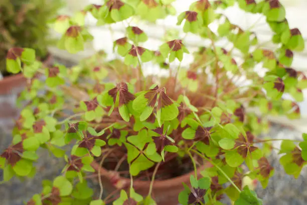 Photo of Green flowers oxalis tetraphylla iron cross oxalidaceae in the garden. Summer and spring time