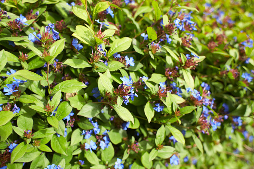 Blue flowers plumbaginaceae ceratostigma plumbaginoides in the garden. Summer and spring time