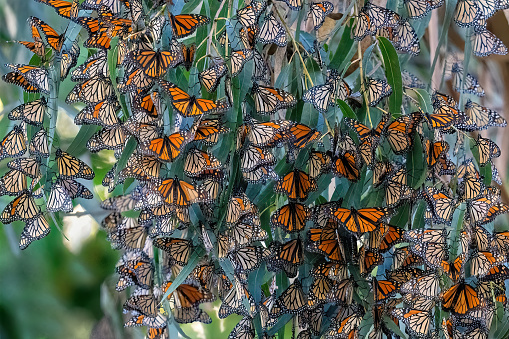 Monarch butterflies in California at the Natural Bridges State Park. They spend the winter in Santa Cruz feeding on flowers and eucalyptus tree leaves.