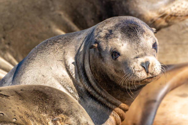istock Sea Lions Rookery 1441472991