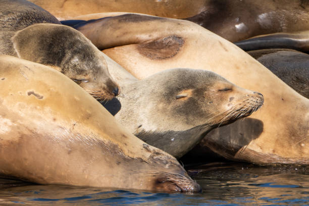 istock Sea Lions Rookery 1441473003