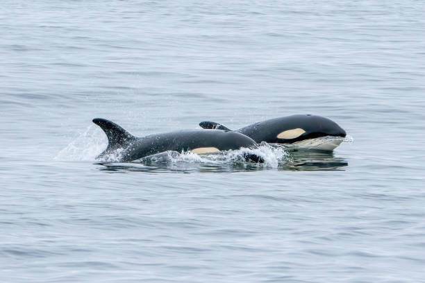 istock Killer Whale Orca in Monterey Bay 1441473072