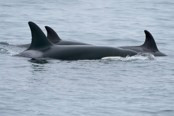istock Killer Whale Orca in Monterey Bay 1441473084