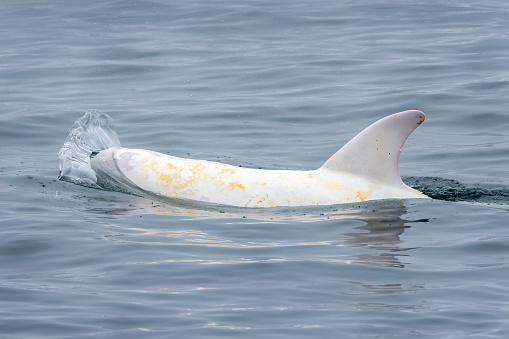 A rare photo of an albino Risso's dolphin in the Monterey Bay Marine Sanctuary.