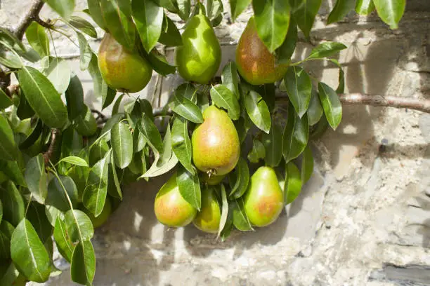 Photo of Green fruits of rosaceae pyrus communis louise bonne of jeses in the garden