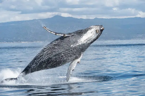 Humpback whale breaching and lunging for food in Monterey Bay, California. The Monterey Bay Marine Sanctuary is home to thousands of humpbacks who come there to feed on anchovies and sardines.
