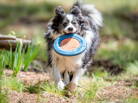 A border collie dog is playing frisbee. Young puppy like qualities. Fast runner.