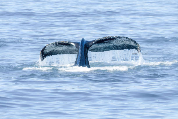 Killer whales swimming in the Monterey Bay Marine Sanctuary.