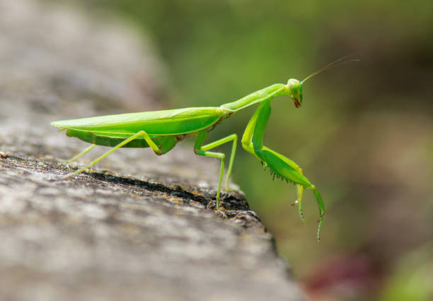 istock Green praying mantis crawls on surface close-up, isolated on blurred background, impressive wild insect outdoors 1441474810