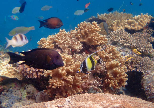 istock different tropical fishes by the reef 1441475838