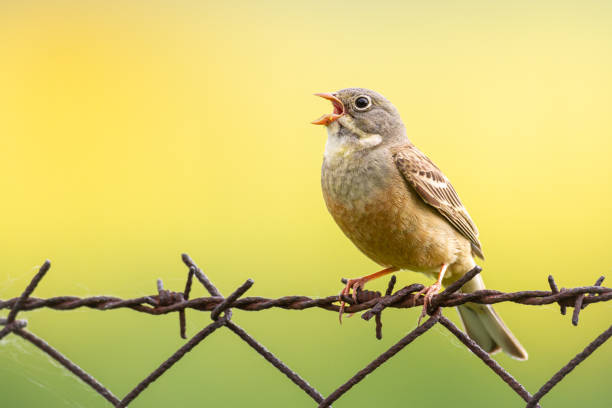 Corn Bunting Flying
