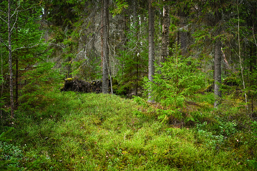 spruce and pine forest
