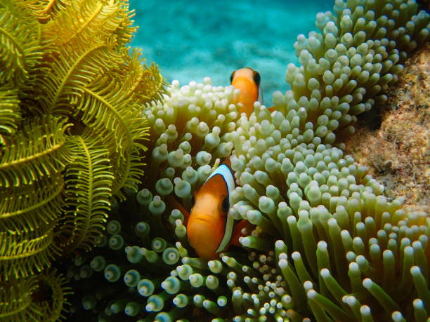 two clownfishes in their anemone Batanta island, Raja Ampat, West Papoua, Indonesia tropical fish closeup stock pictures, royalty-free photos & images
