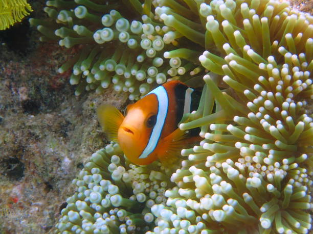 istock clownfish in its anemone 1441477509