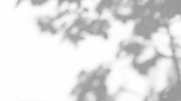 istock Abstract leaves natural shadow overlay on white texture background, for overlay on product presentation, backdrop and mockup 1441477615