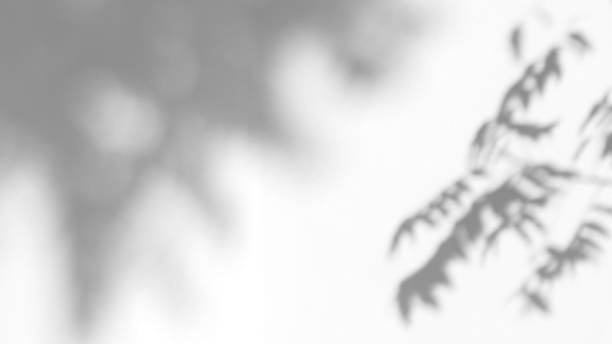 istock Abstract leaves natural shadow overlay on white texture background, for overlay on product presentation, backdrop and mockup 1441477618