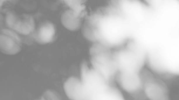 istock Abstract leaves natural shadow overlay on white texture background, for overlay on product presentation, backdrop and mockup 1441477626