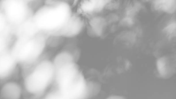 istock Abstract leaves natural shadow overlay on white texture background, for overlay on product presentation, backdrop and mockup 1441477631